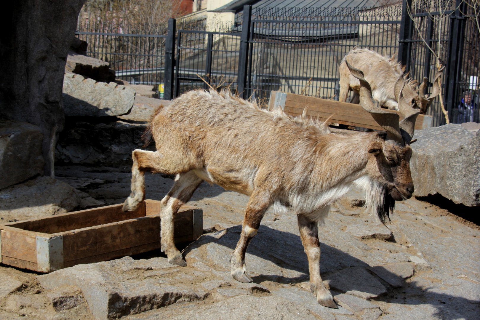Tajik or Turkomen markhor (Capra falconeri heptneri)