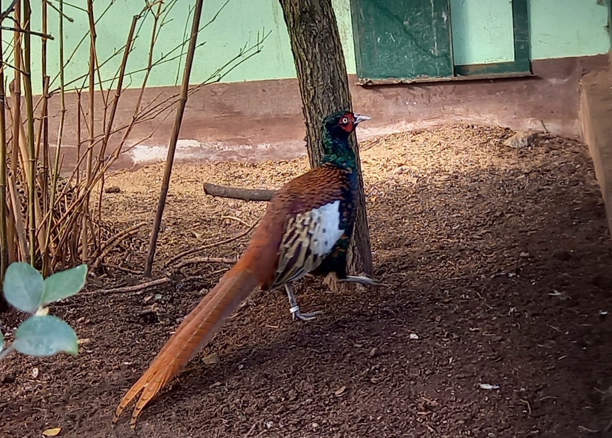 Tajikistan pheasant - Phasianus colchicus bianchii