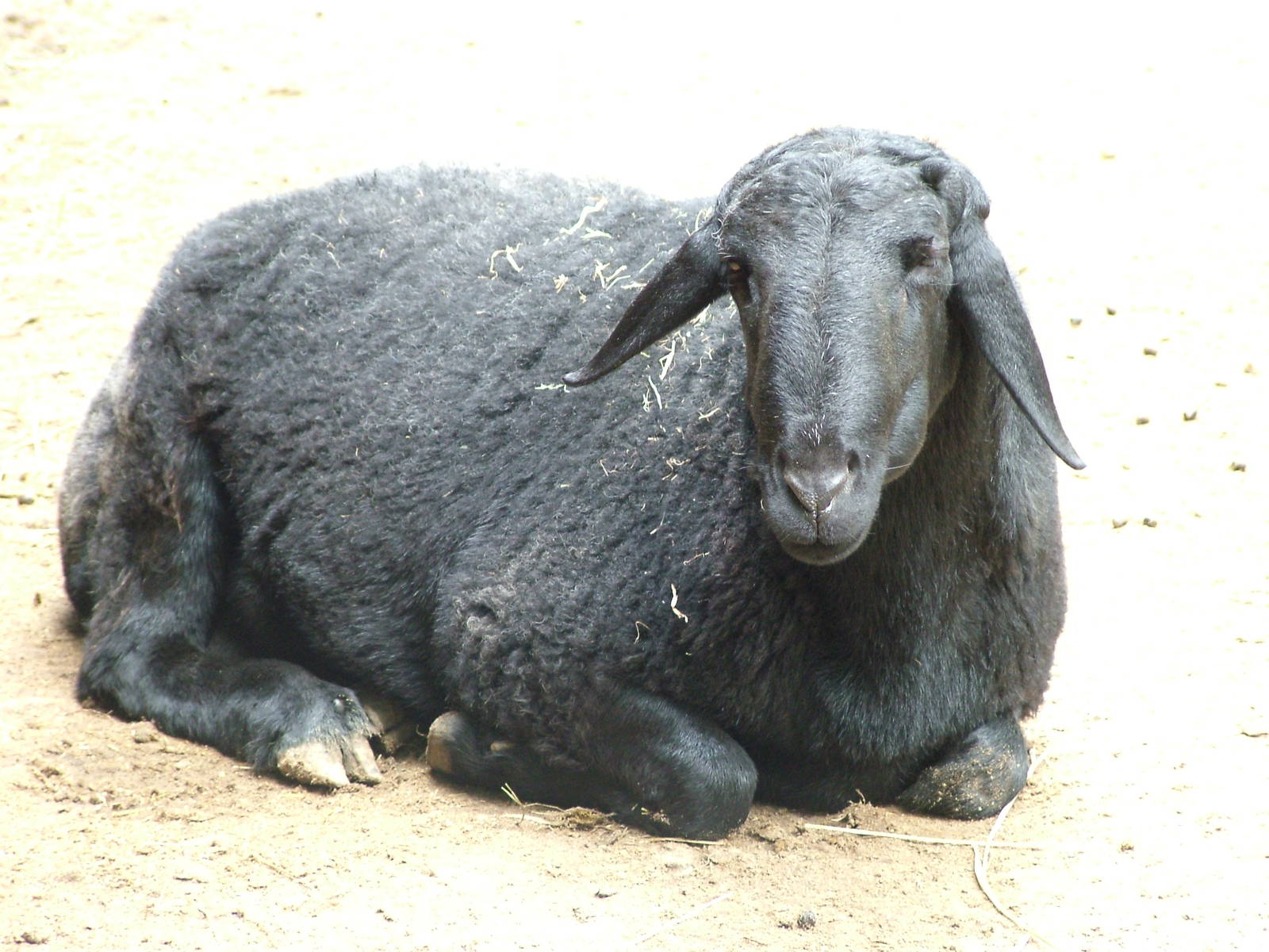 Tajikstan Sheep at Tierpark Berlin, 30/08/11