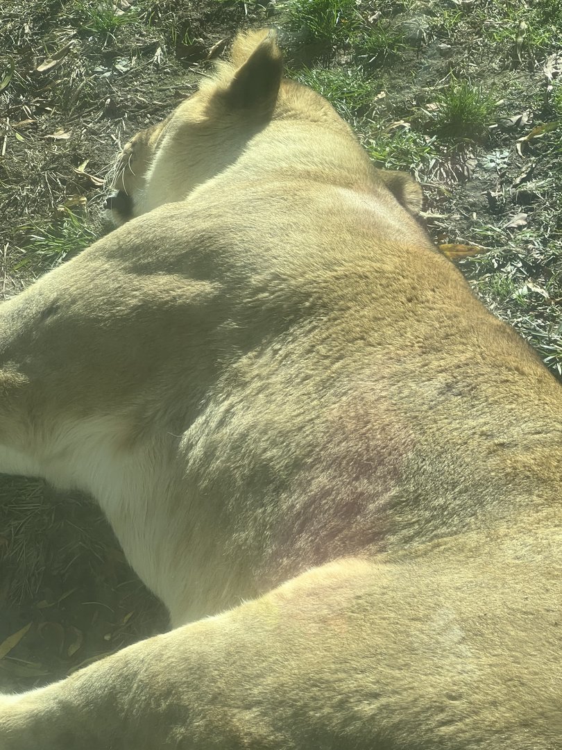 Tajiri the African lioness