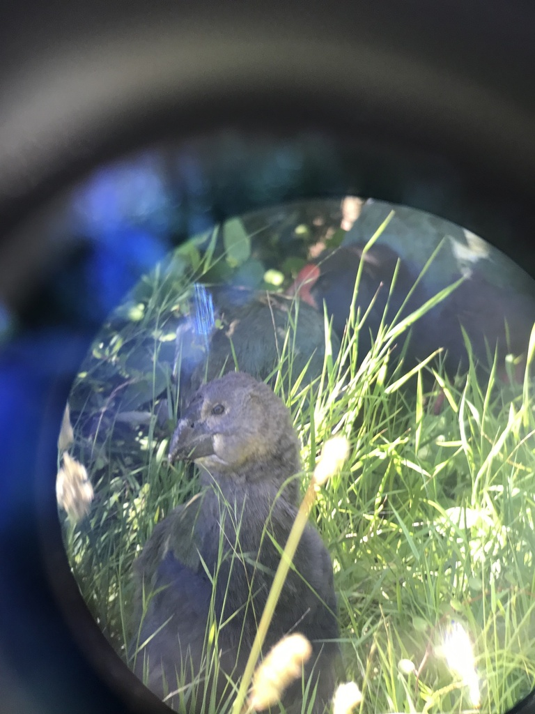 Takahe Chick