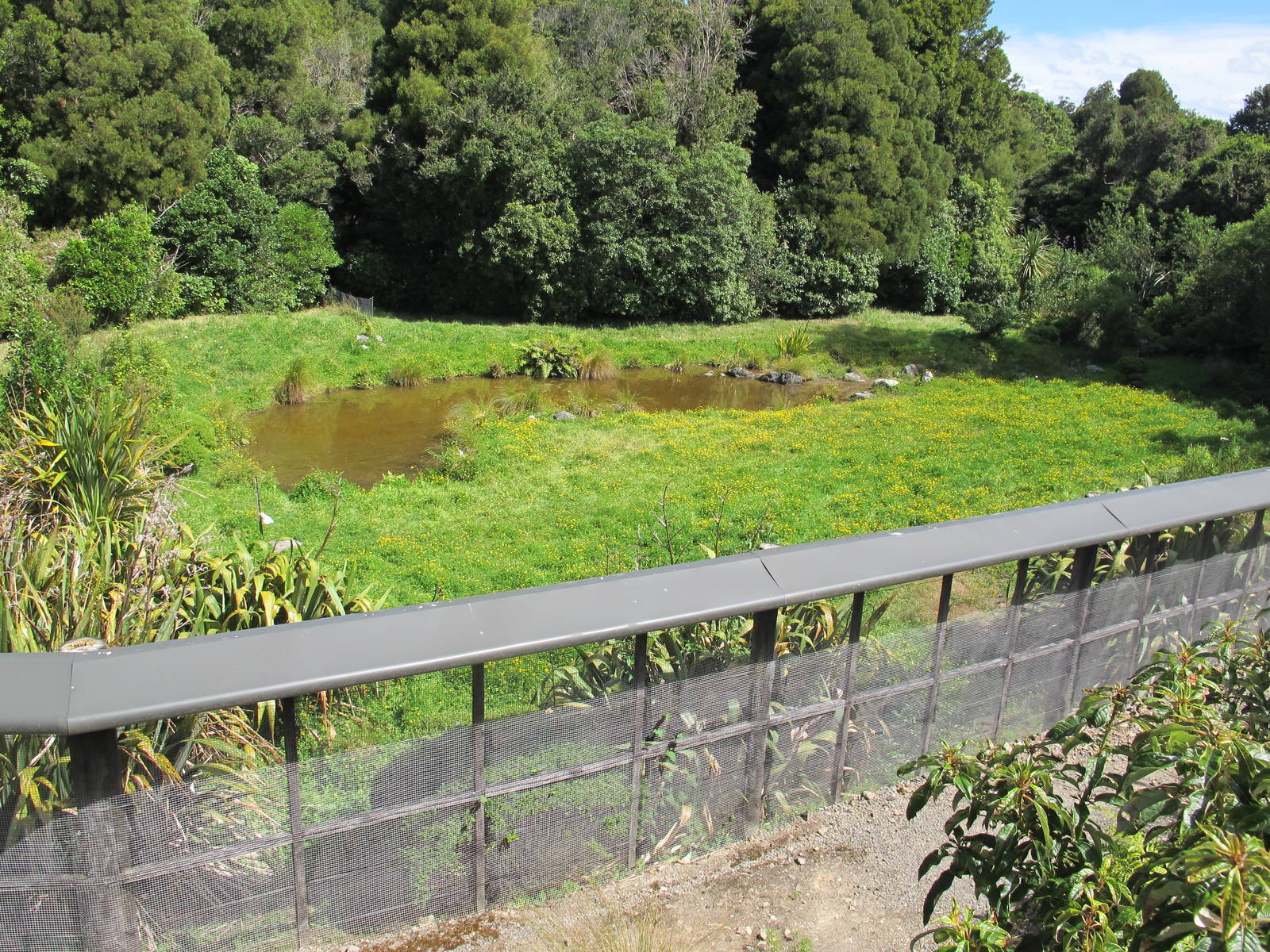 Takahe Enclosure - Mount Bruce February 2013
