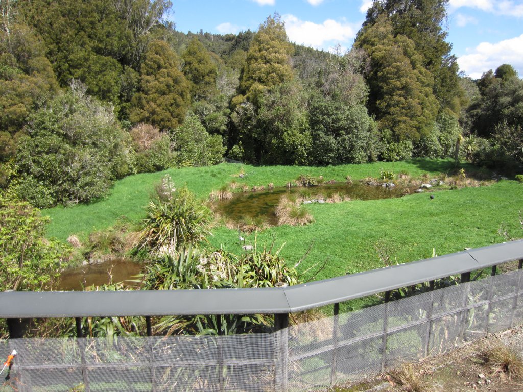 Takahe enclosure (Takahe on the right)