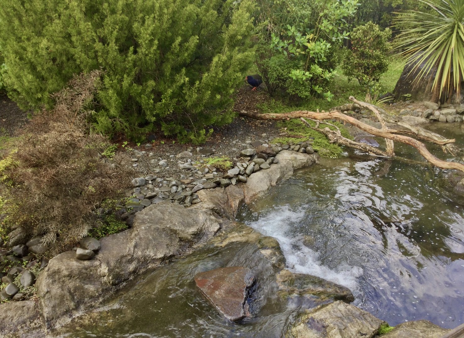 Takahe Exhibit (The High Country) - New Zealand Precinct