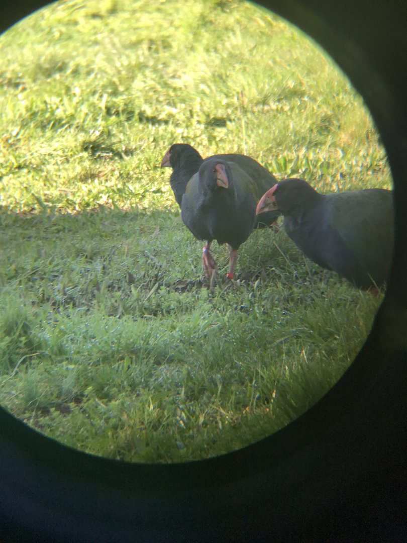 Takahe Family