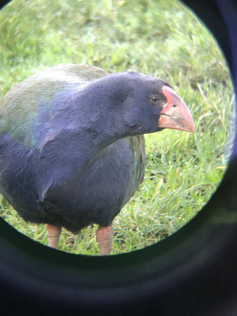 Takahe Juvenile