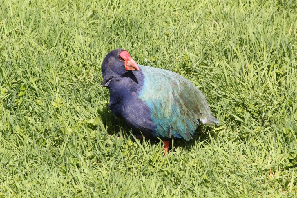 Takahe (Notornis hochstetteri)