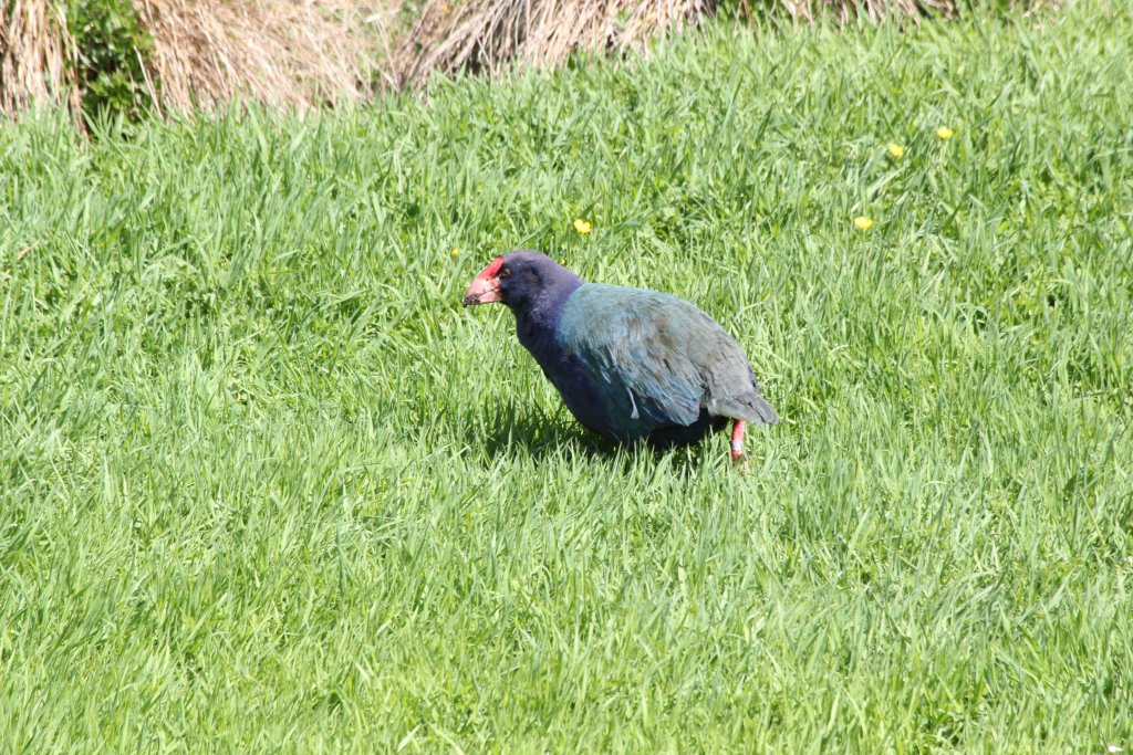 Takahe (Notornis hochstetteri)