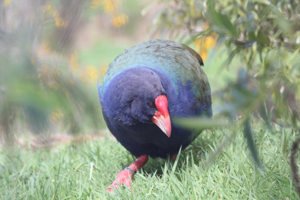 Takahe (Notornis hochstetteri)