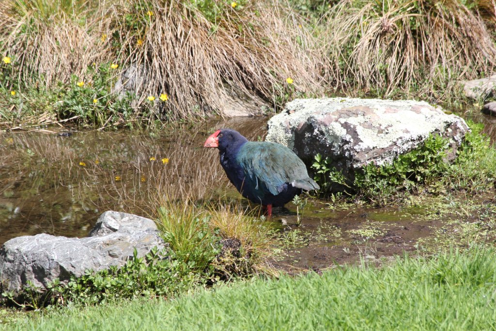 Takahe (Notornis hochstetteri)