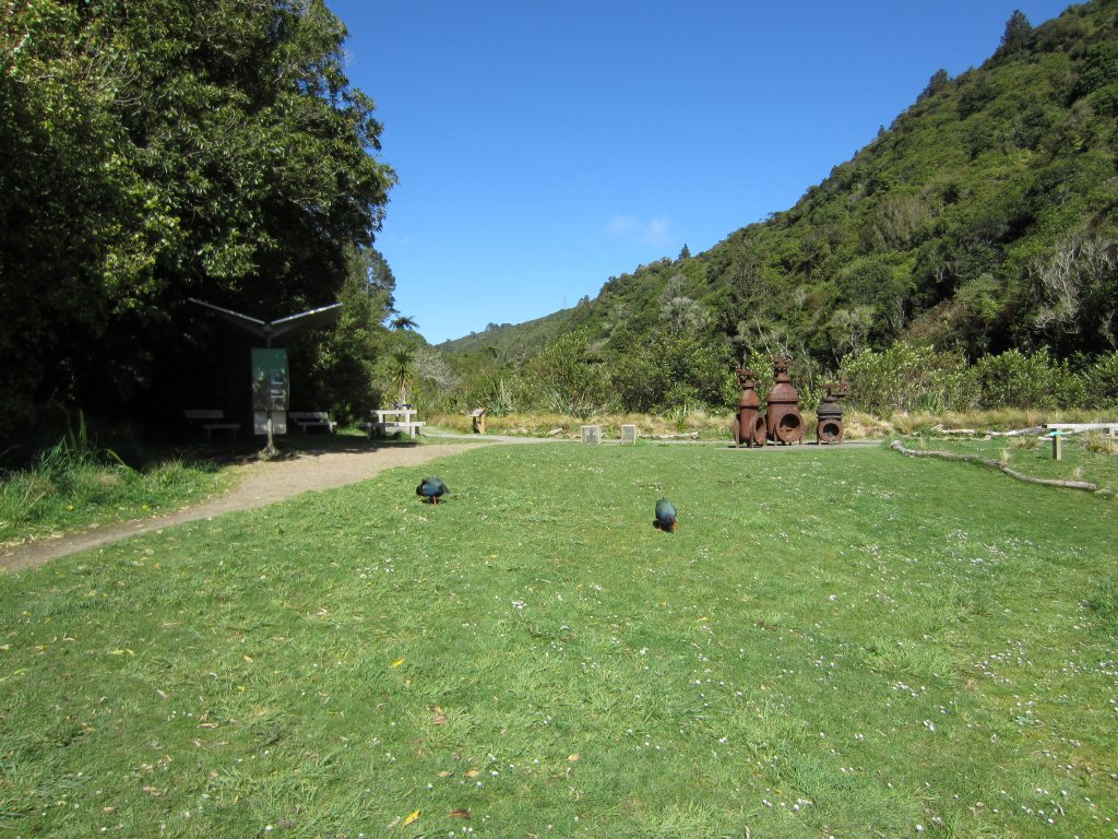 Takahe pair