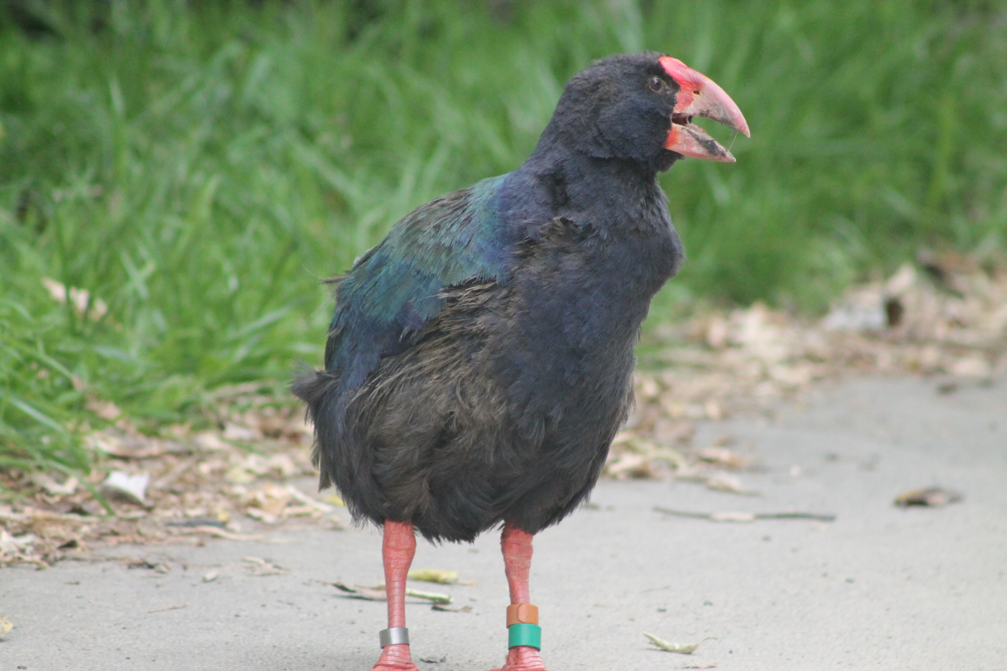 Takahe (Porphyrio hochstetteri) calling