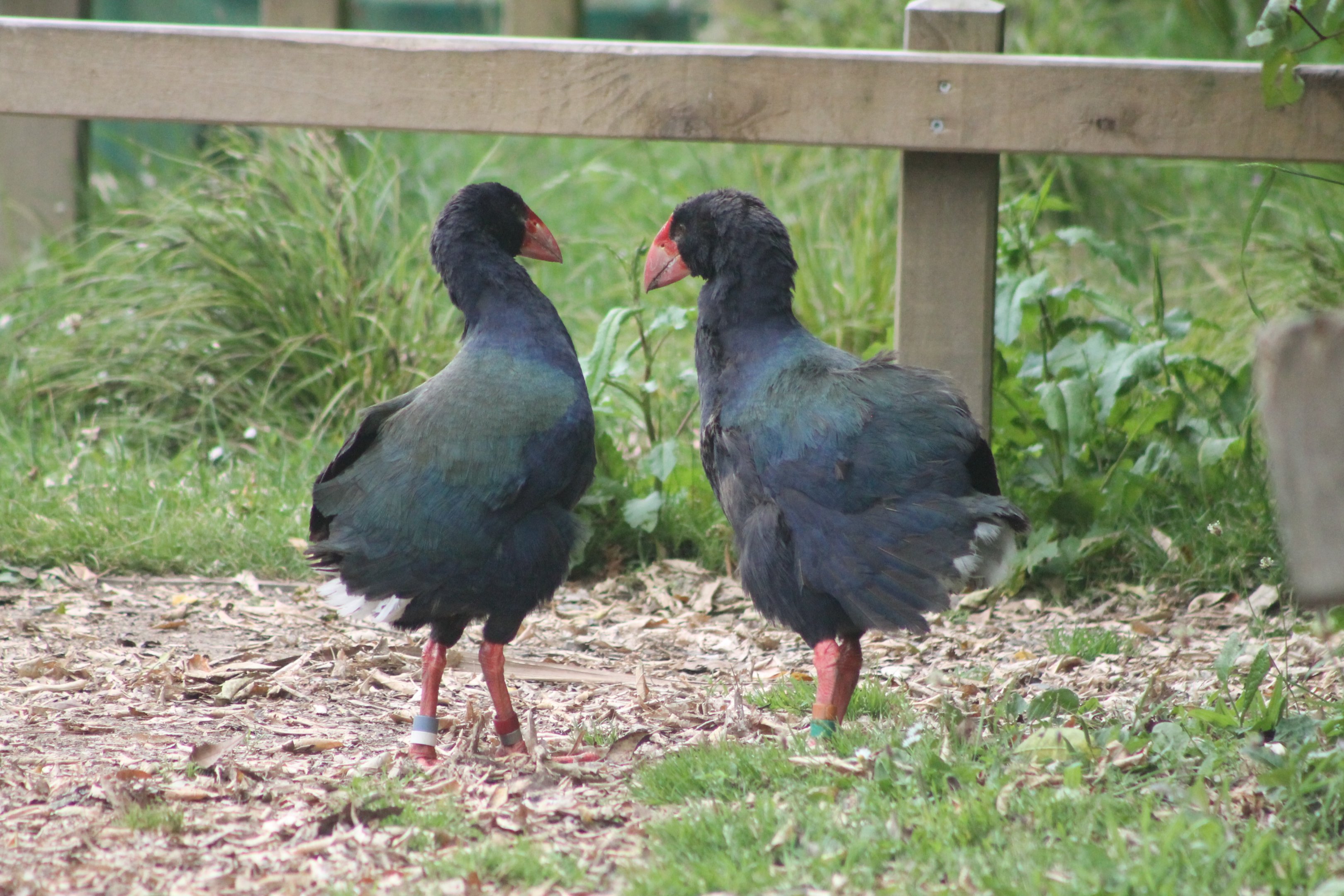 Takahe (Porphyrio hochstetteri) squabbling