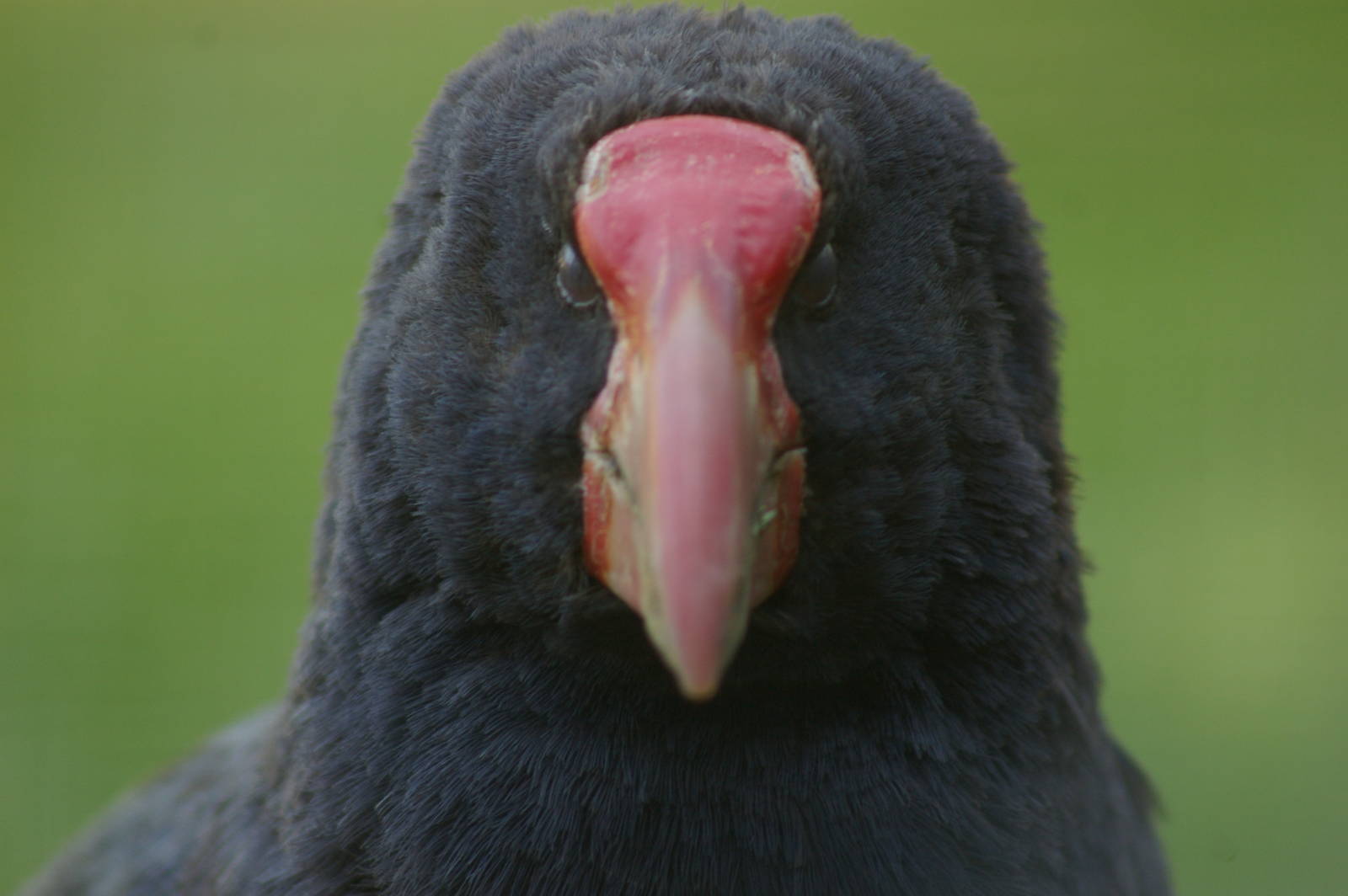 takahe (Porphyrio hochstetteri)