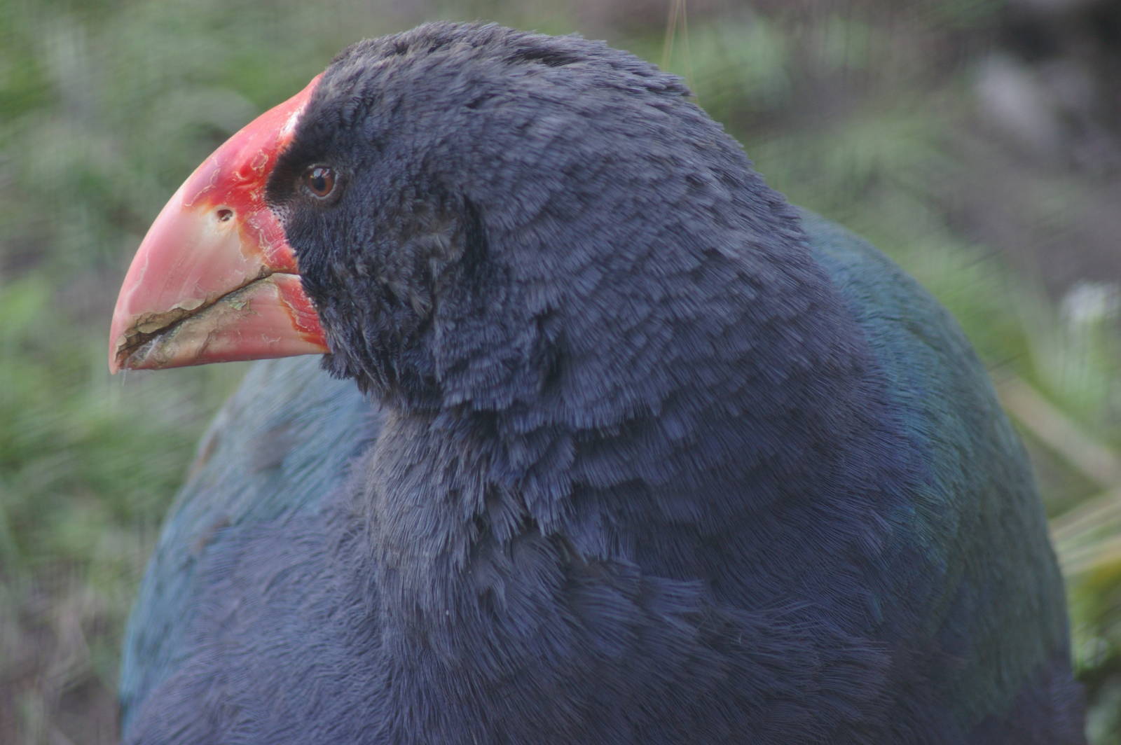takahe (Porphyrio hochstetteri)