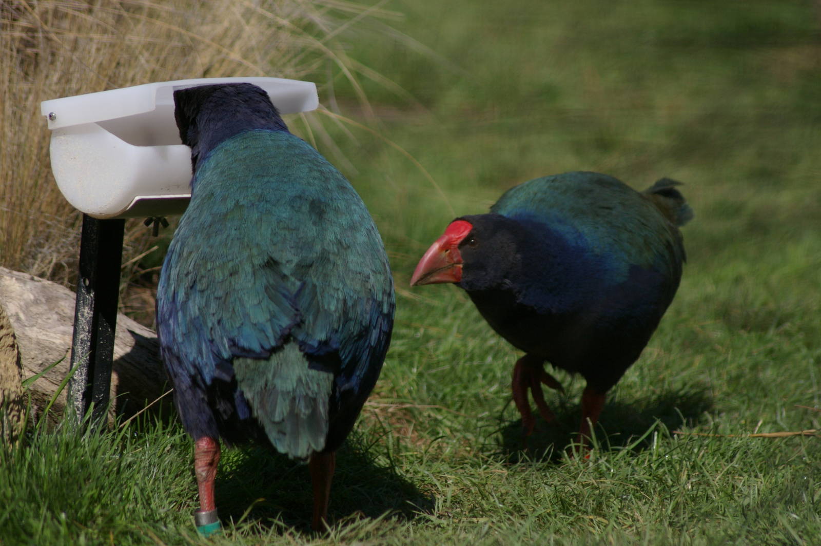 takahe (Porphyrio hochstetteri)