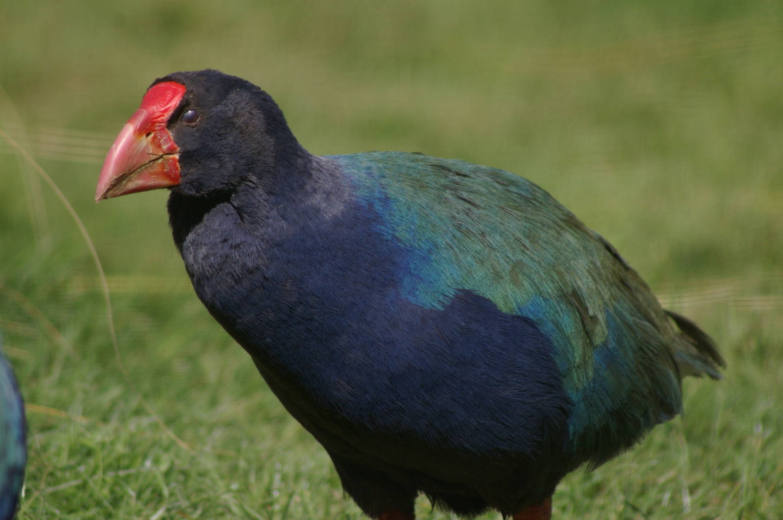 takahe (Porphyrio hochstetteri)