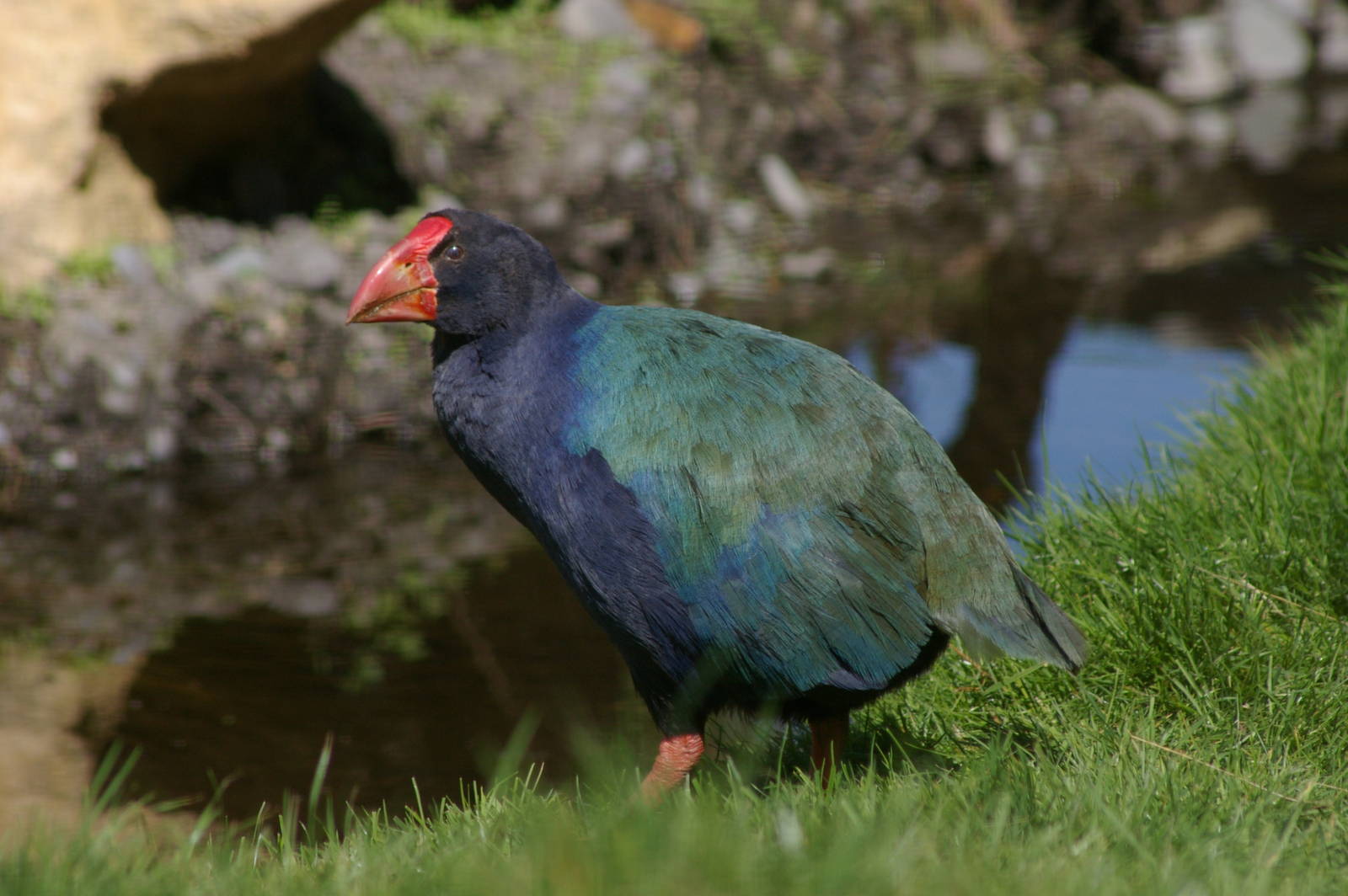 takahe (Porphyrio hochstetteri)
