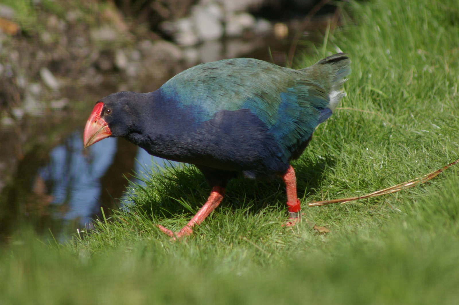 takahe (Porphyrio hochstetteri)