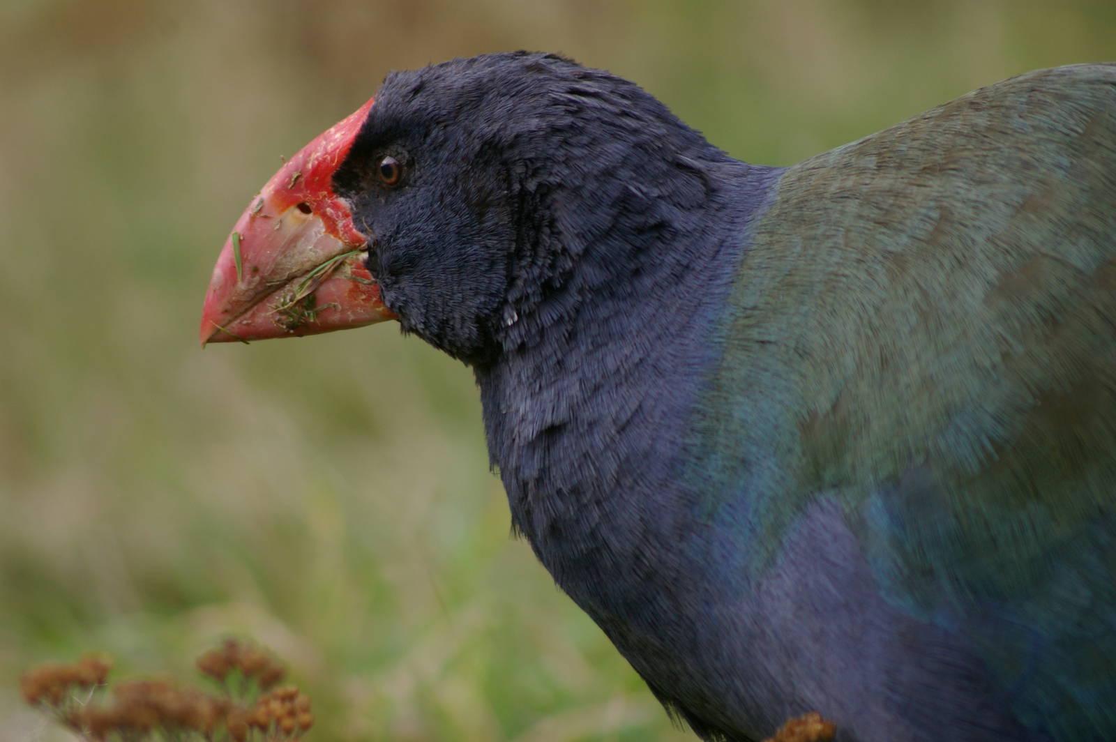 Takahe (Porphyrio hochstetteri)
