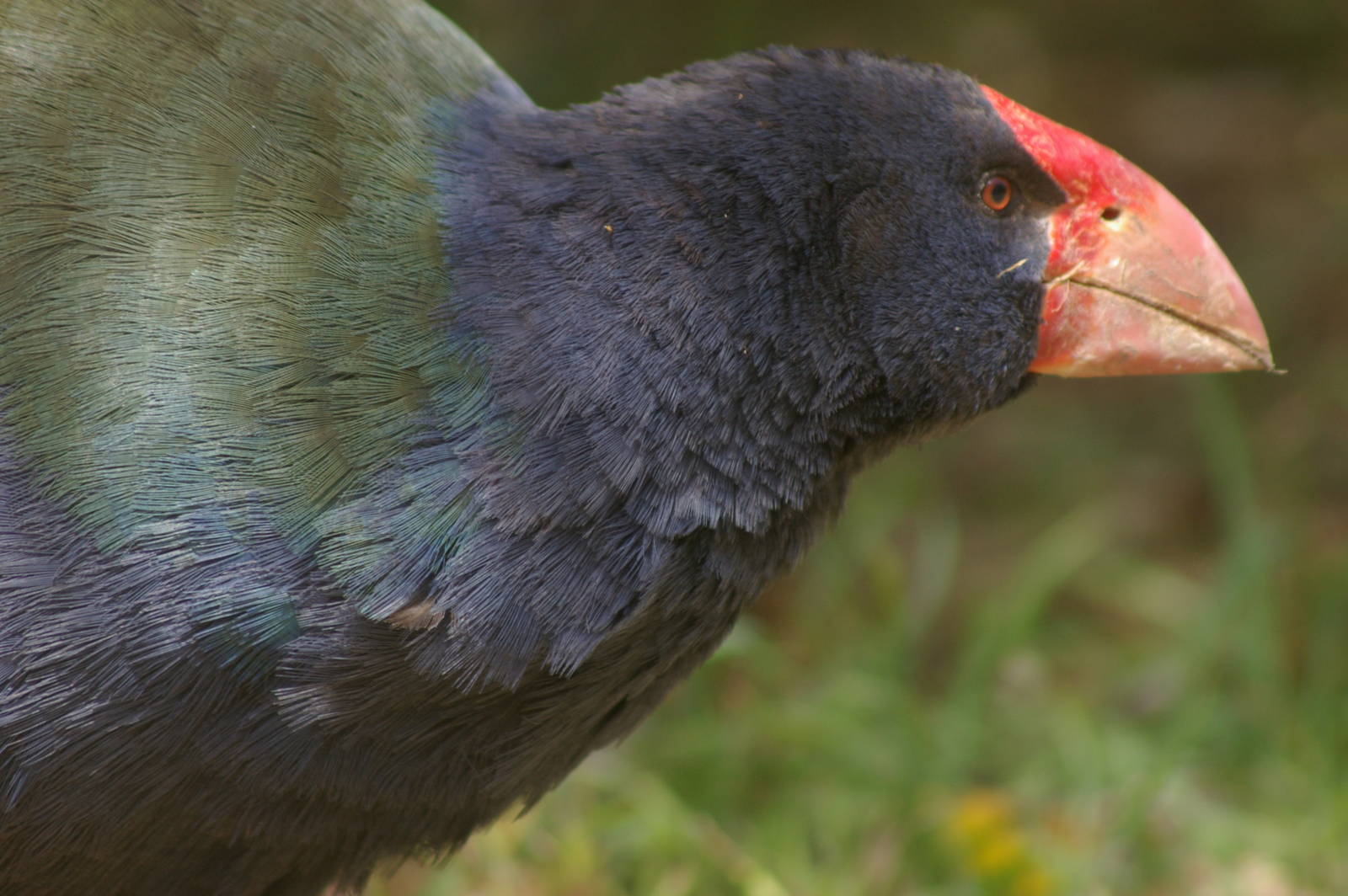 takahe (Porphyrio hochstetteri)