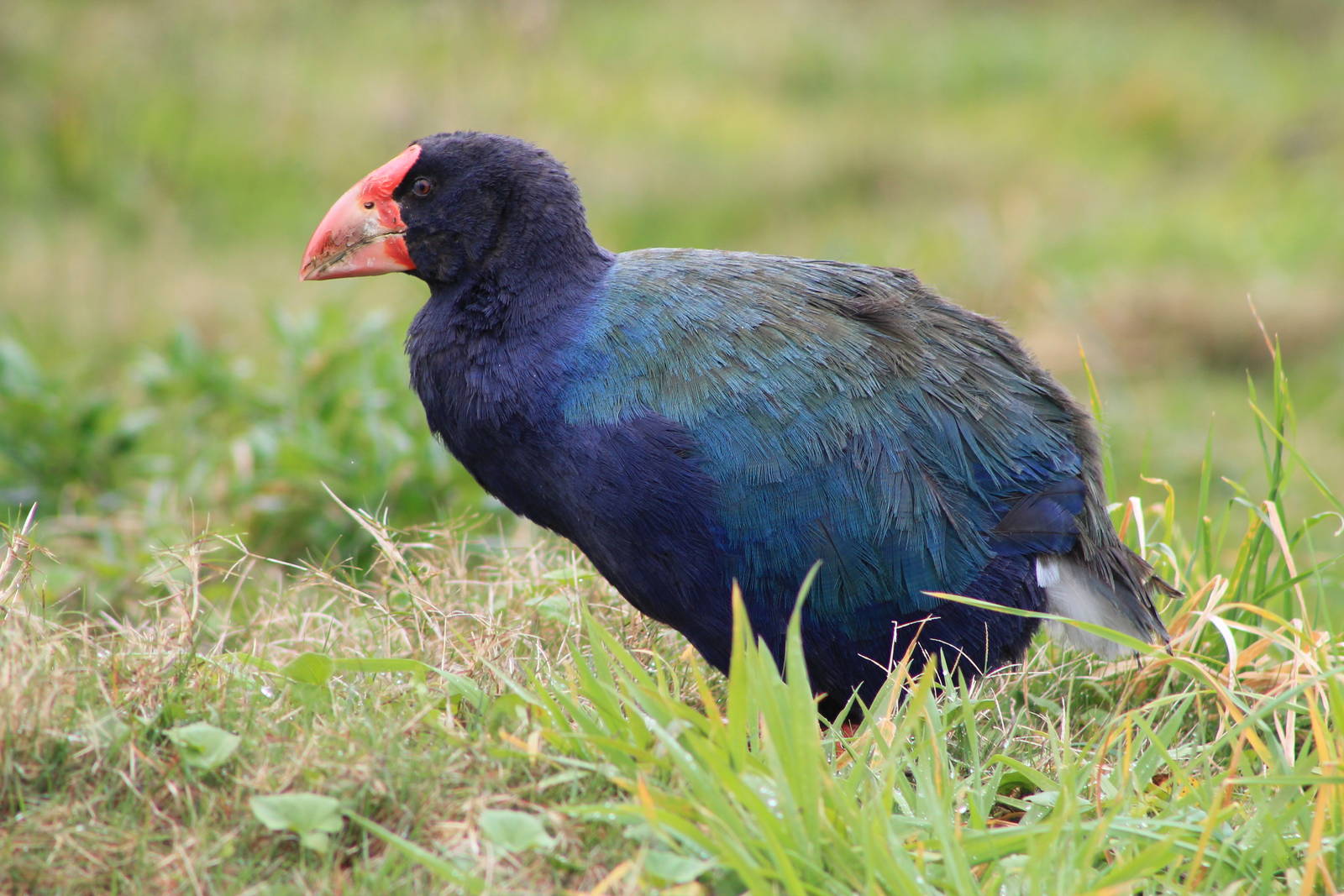 takahe (Porphyrio hochstetteri)