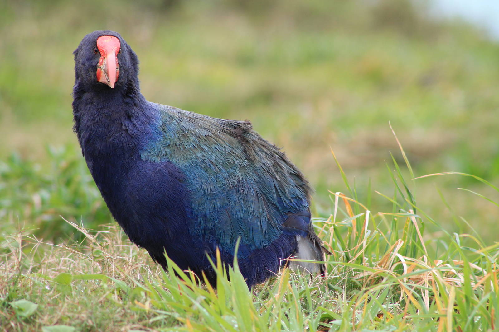 takahe (Porphyrio hochstetteri)