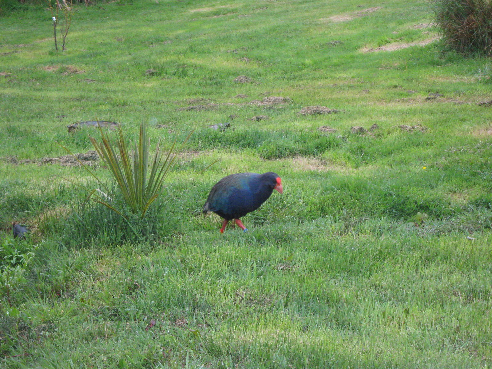 takahe (Porphyrio hochstetteri)