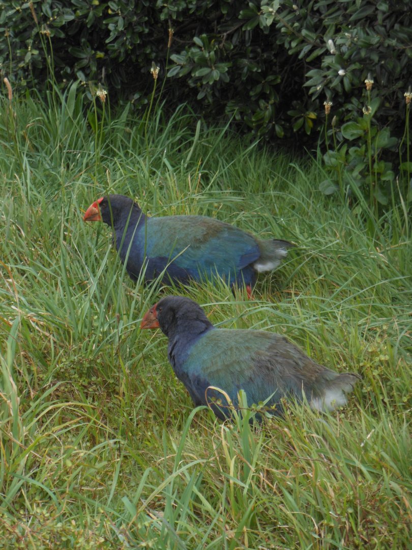 Takahē  (Porphyrio hochstetteri)