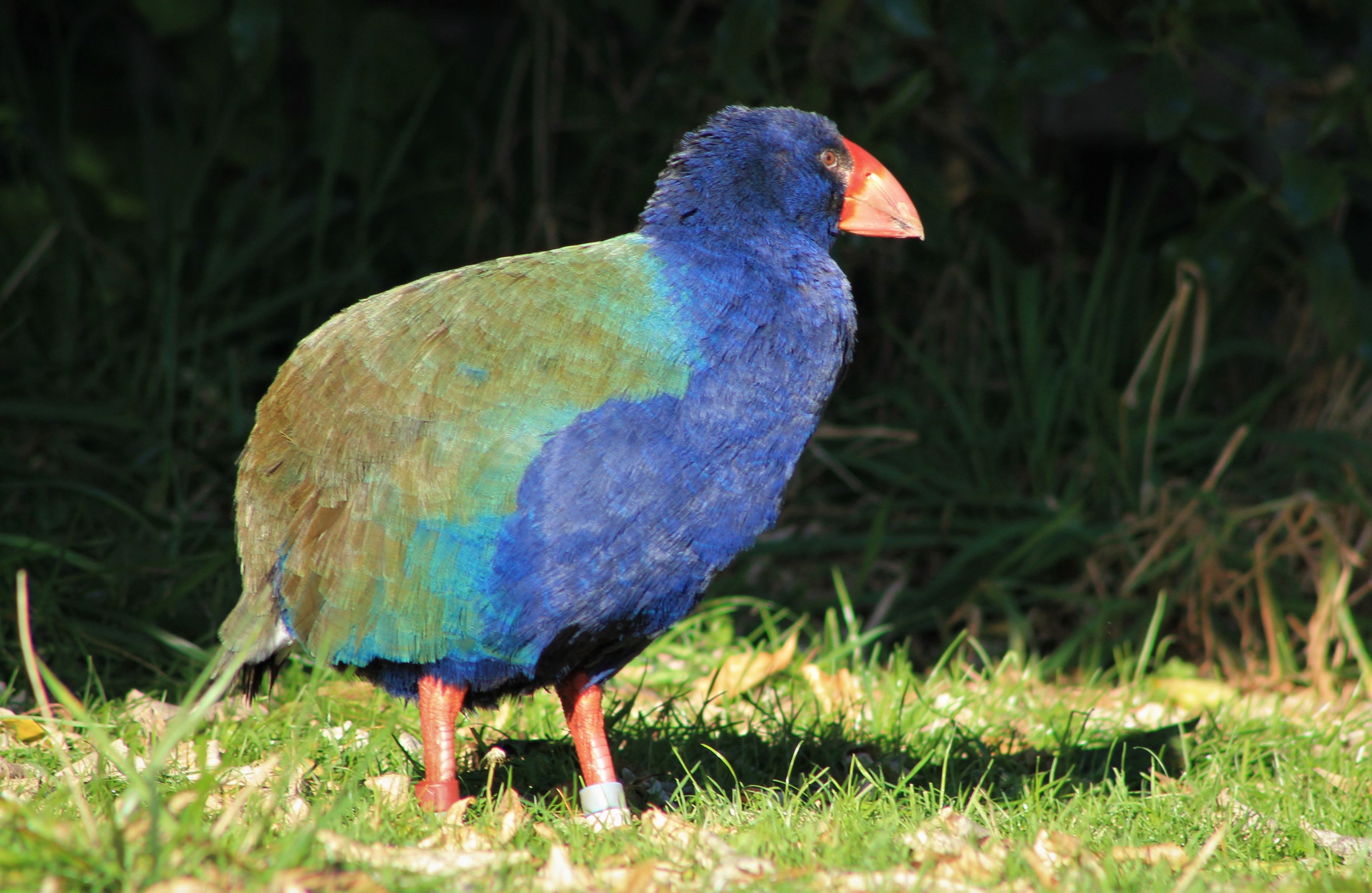 Takahe (Porphyrio hochstetteri)