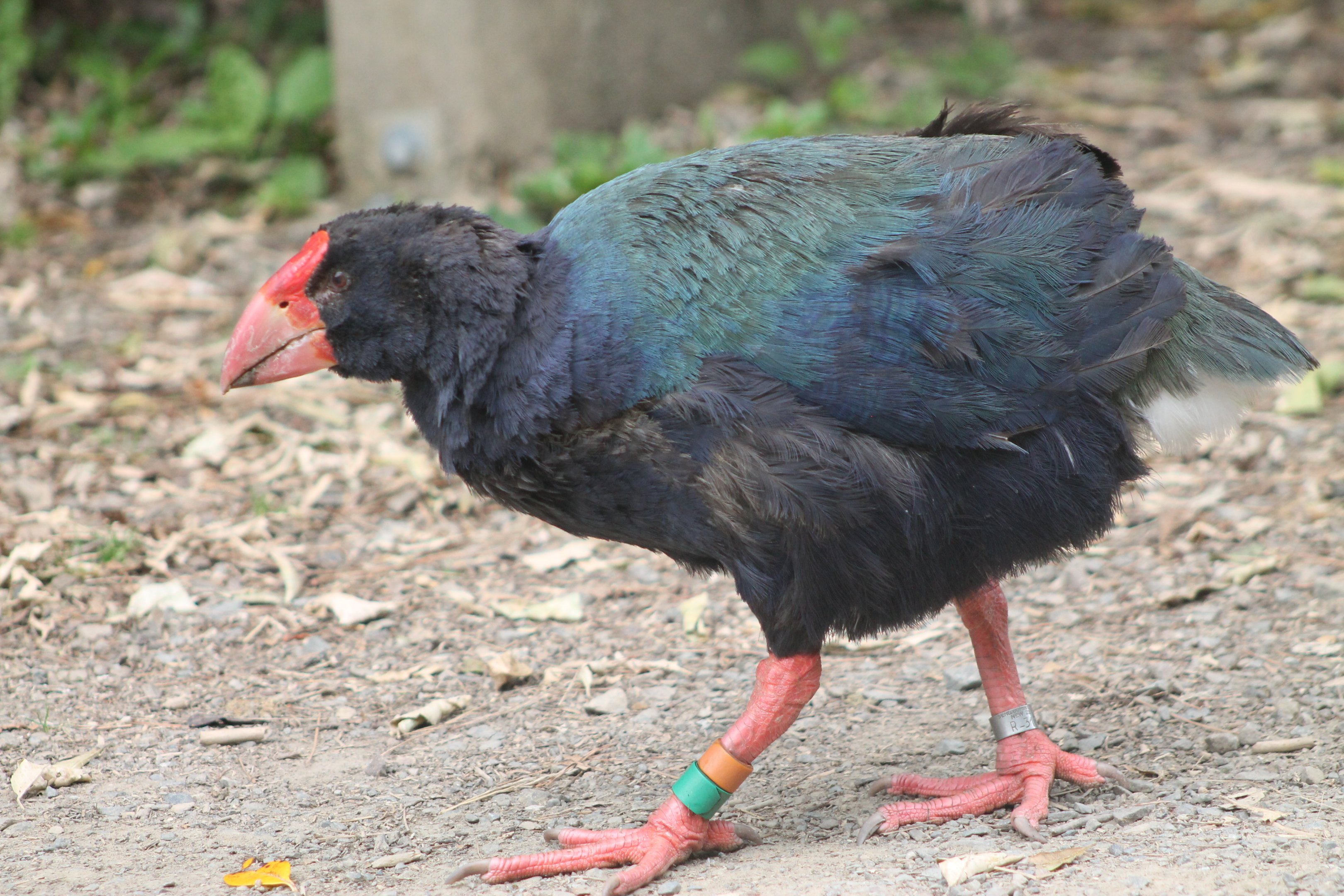 Takahe (Porphyrio hochstetteri)