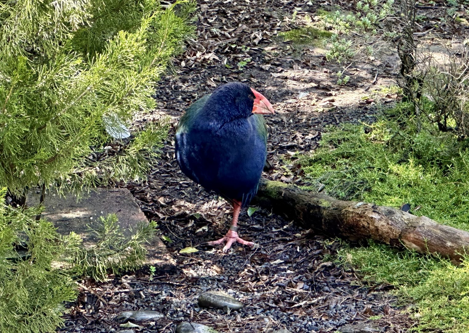 Takahe (Porphyrio hochstetteri)