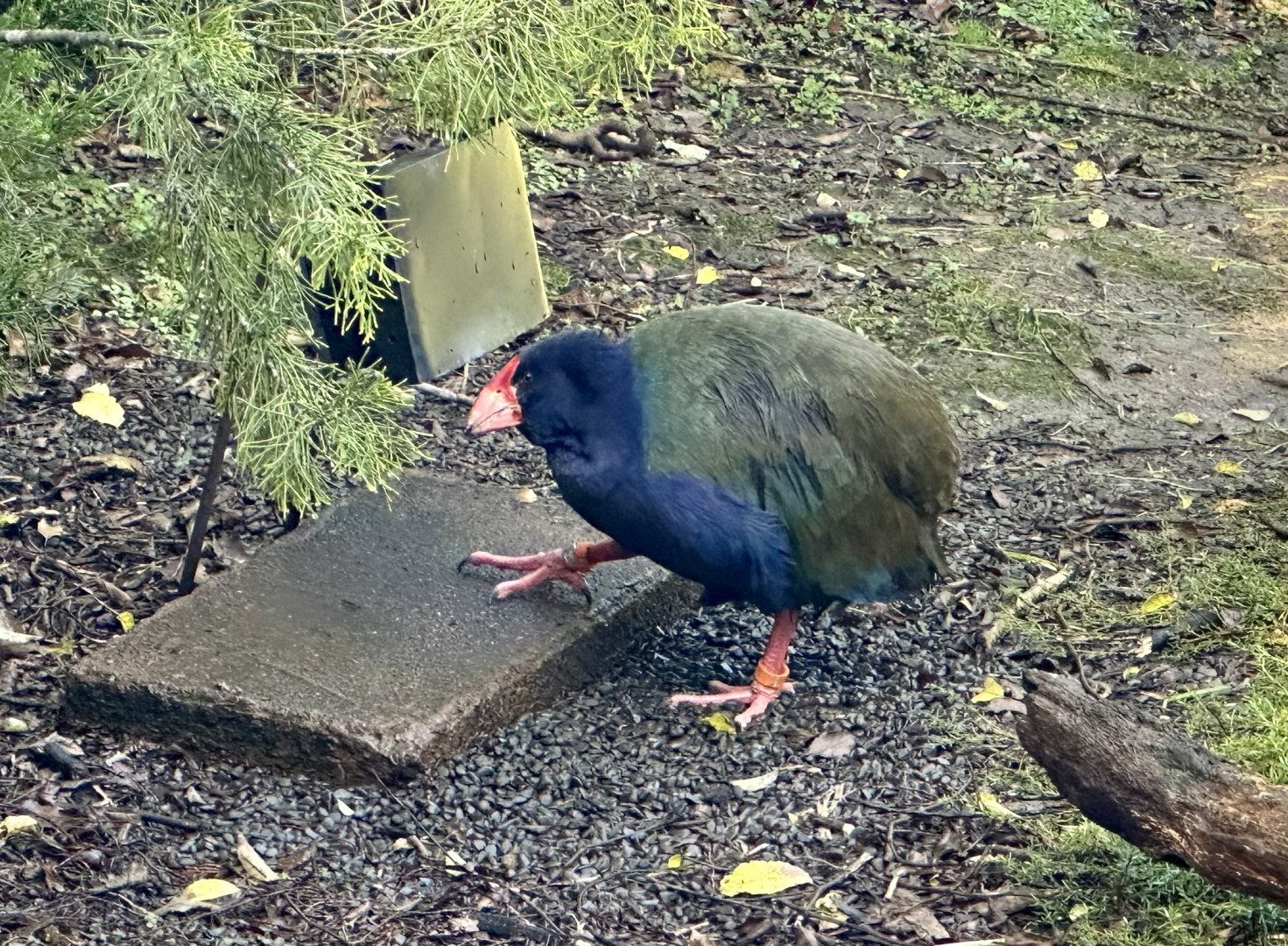 Takahe (Porphyrio hochstetteri)