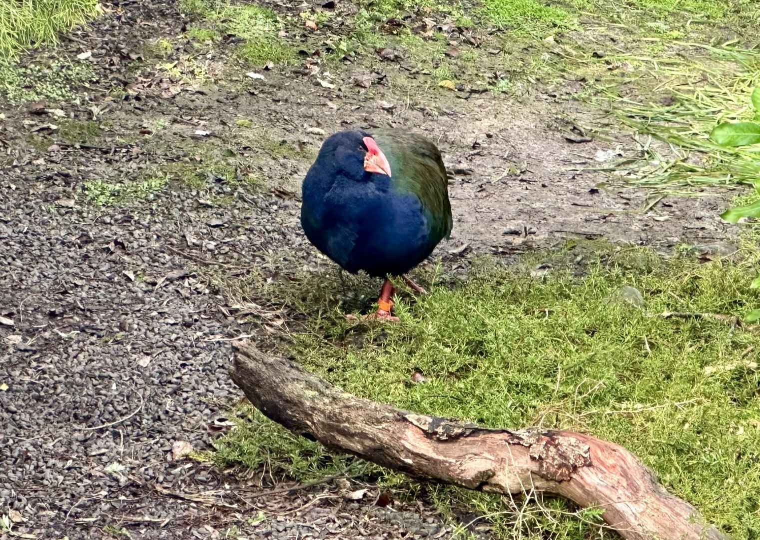 Takahe (Porphyrio hochstetteri)