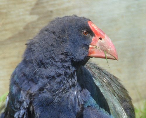 Takahe portrait