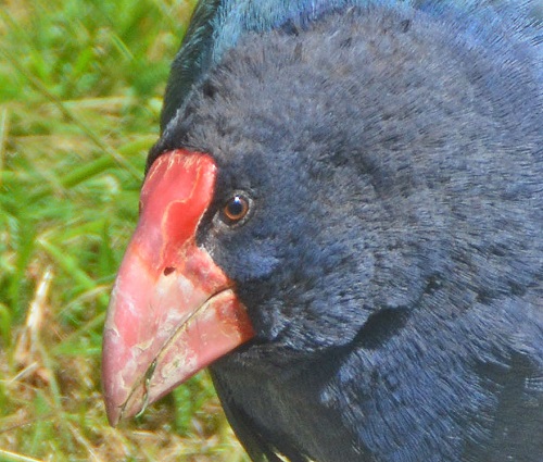 Takahe portrait.