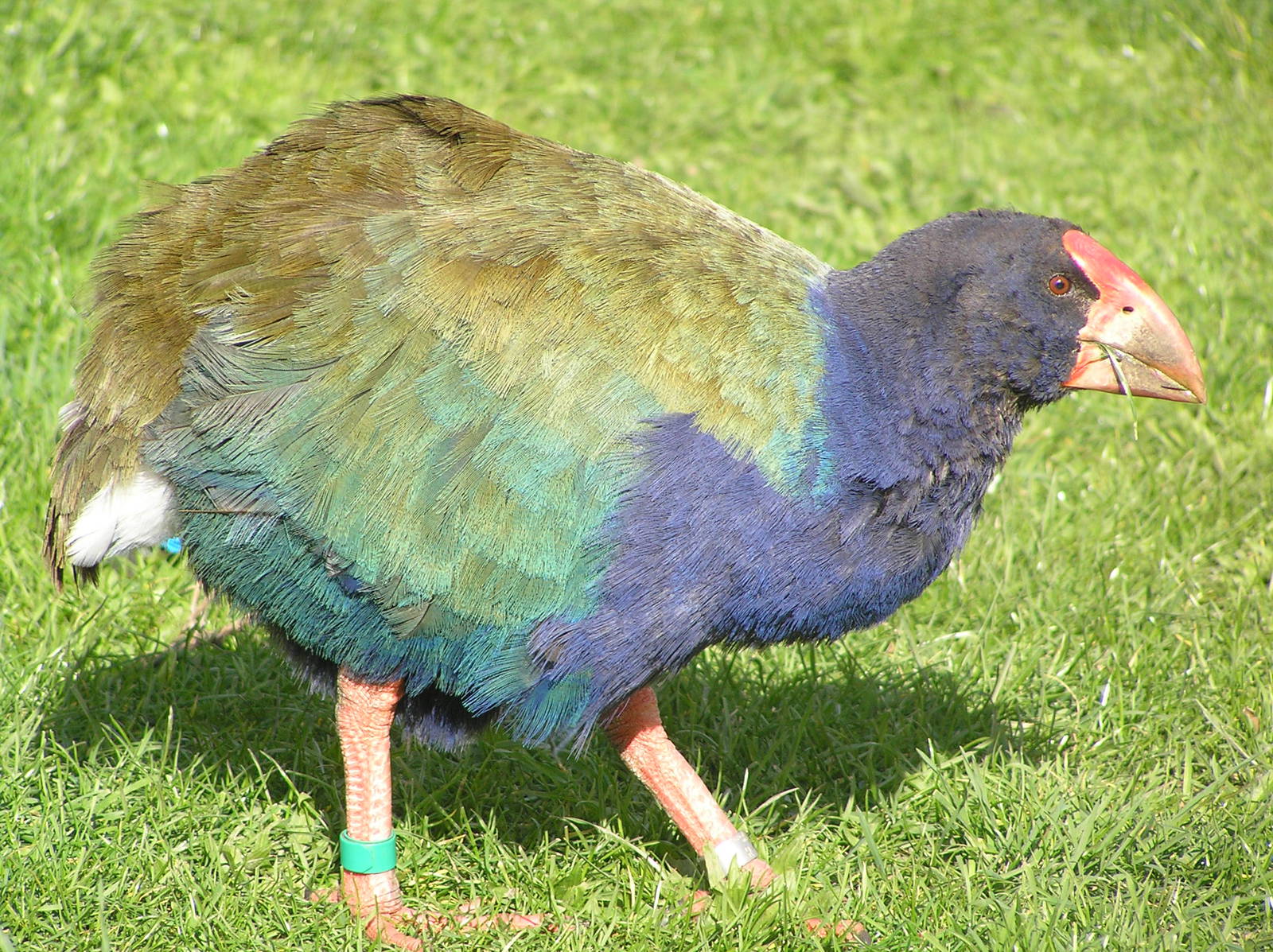 Takahe - Tiri tiri matangi Island (off Auckland)