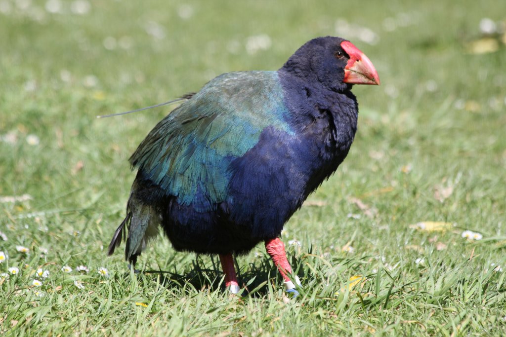 Takahe