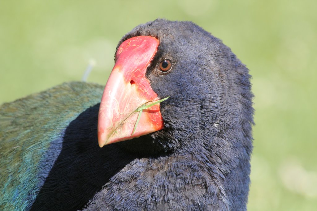 Takahe