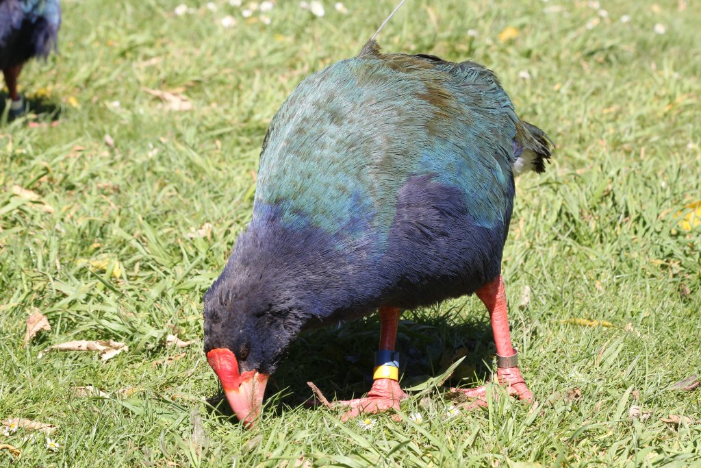Takahe