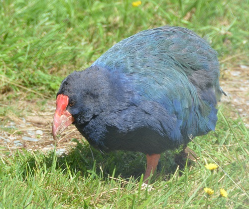 Takahe