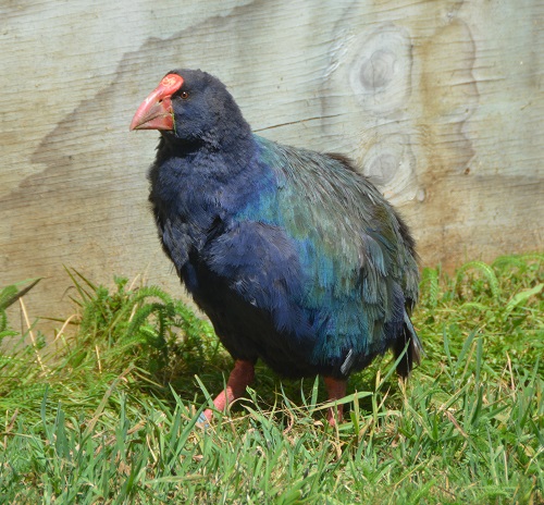 Takahe