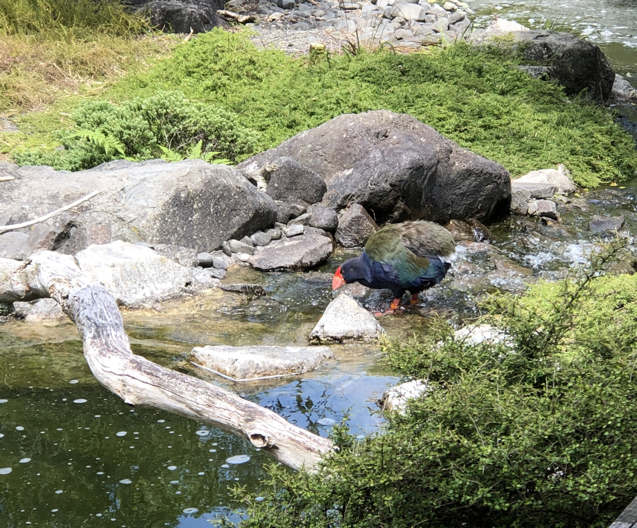 Takahe
