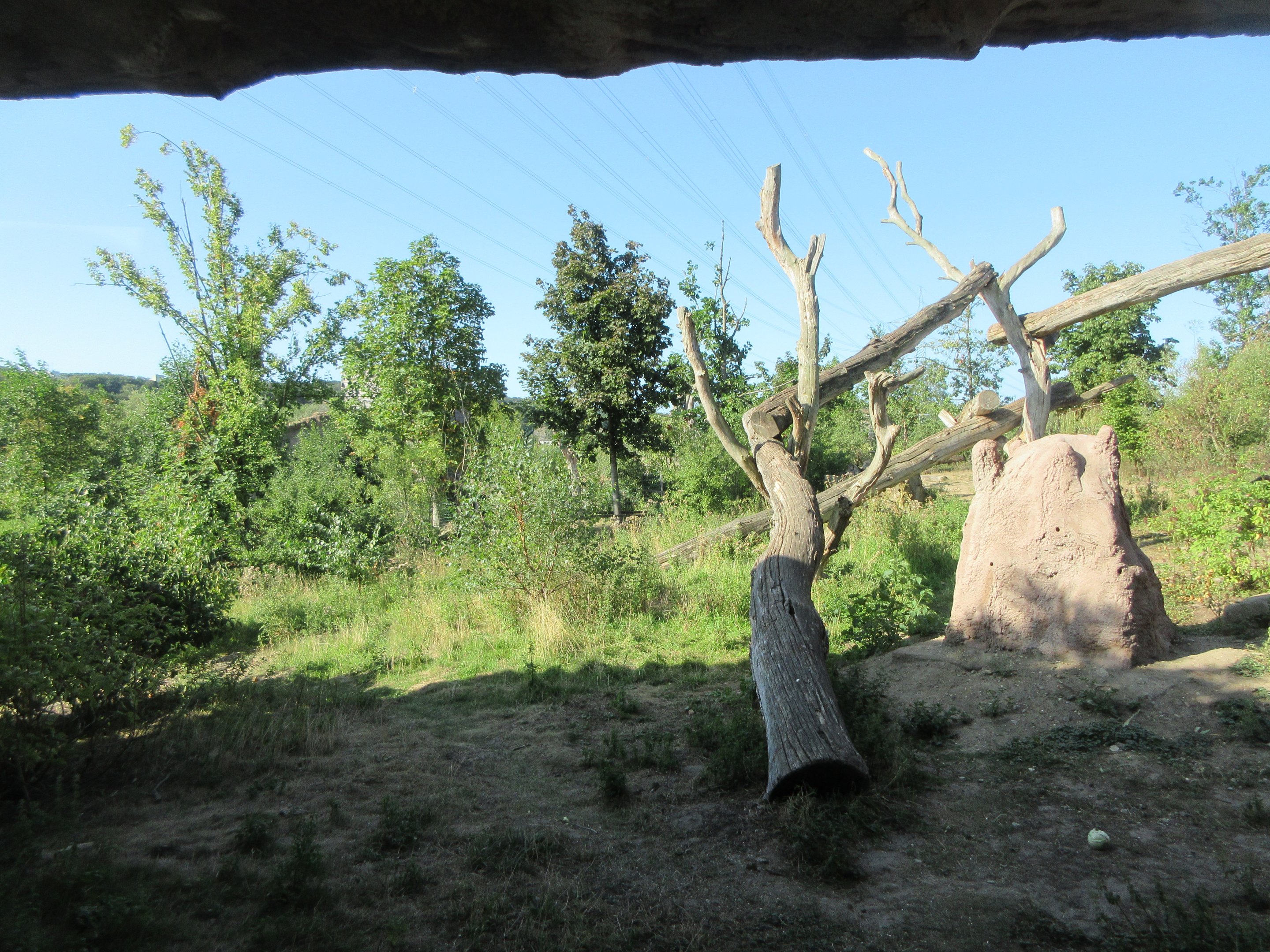 Takamanda - Chimpanzee Exhibit