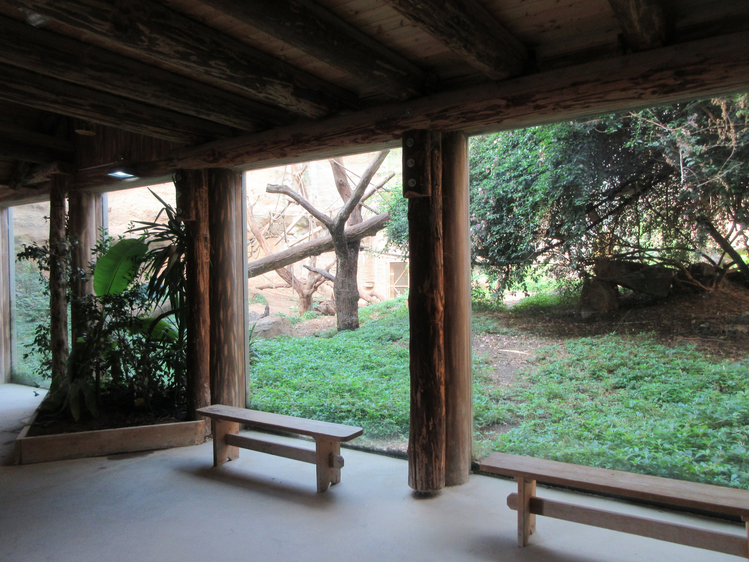 Takamanda - Chimpanzee Indoor Exhibit