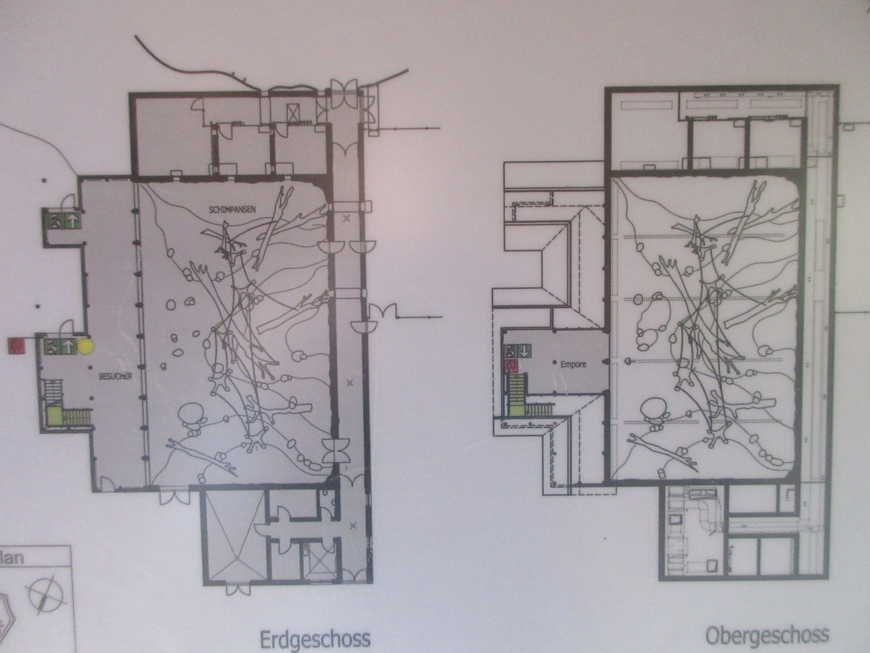 Takamanda - Chimpanzee Indoor Exhibit