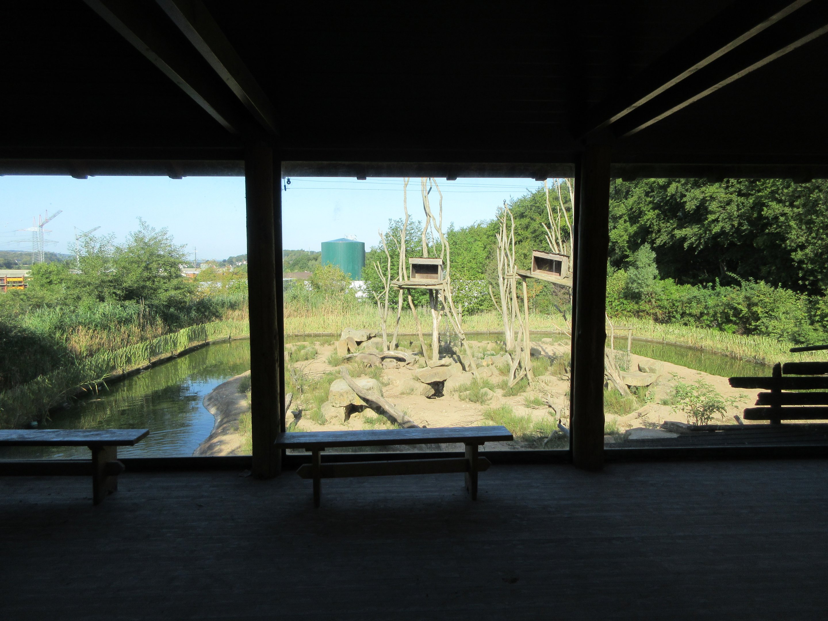 Takamanda - Colobus/Warthog Exhibit