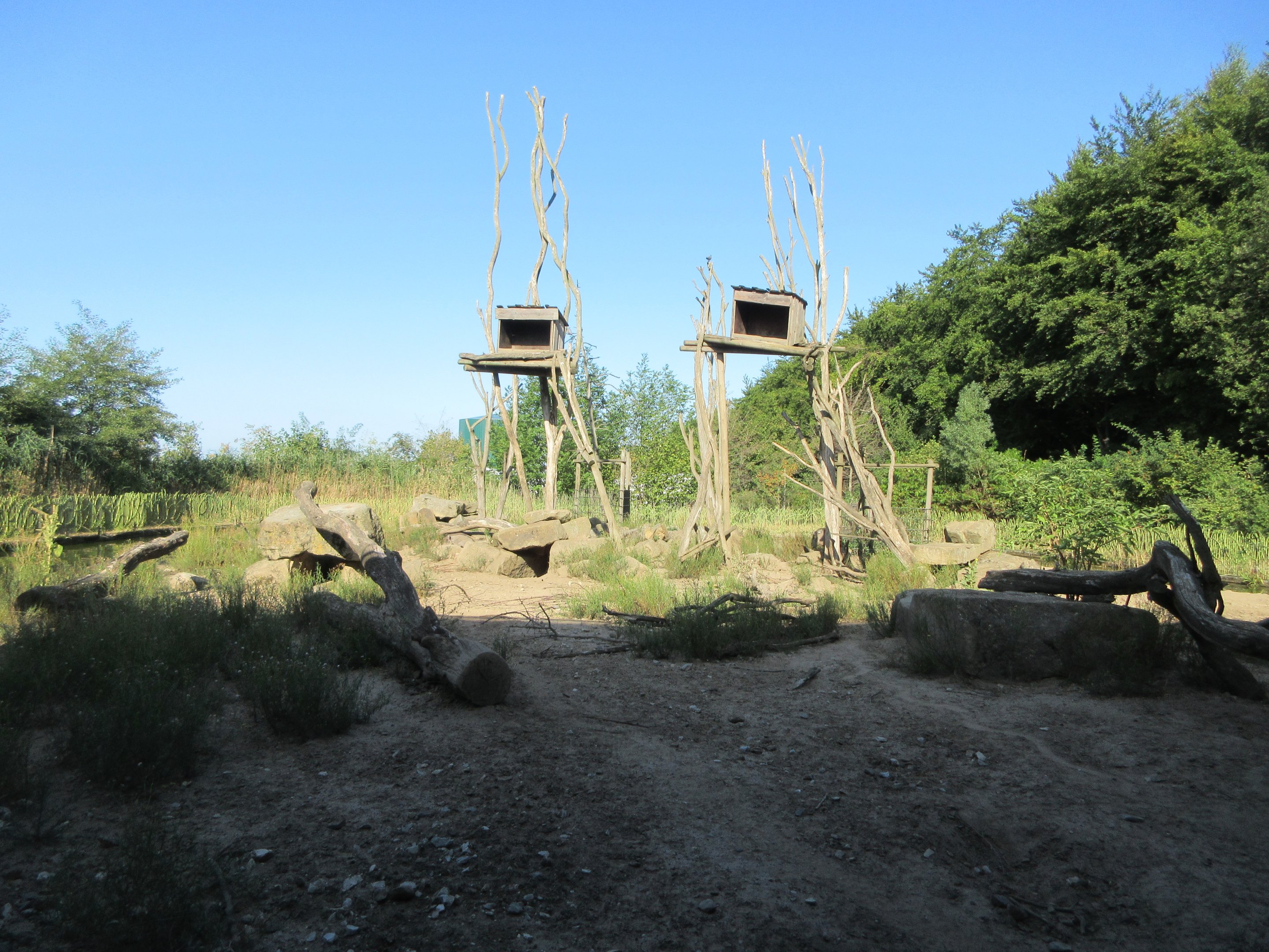 Takamanda - Colobus/Warthog Exhibit
