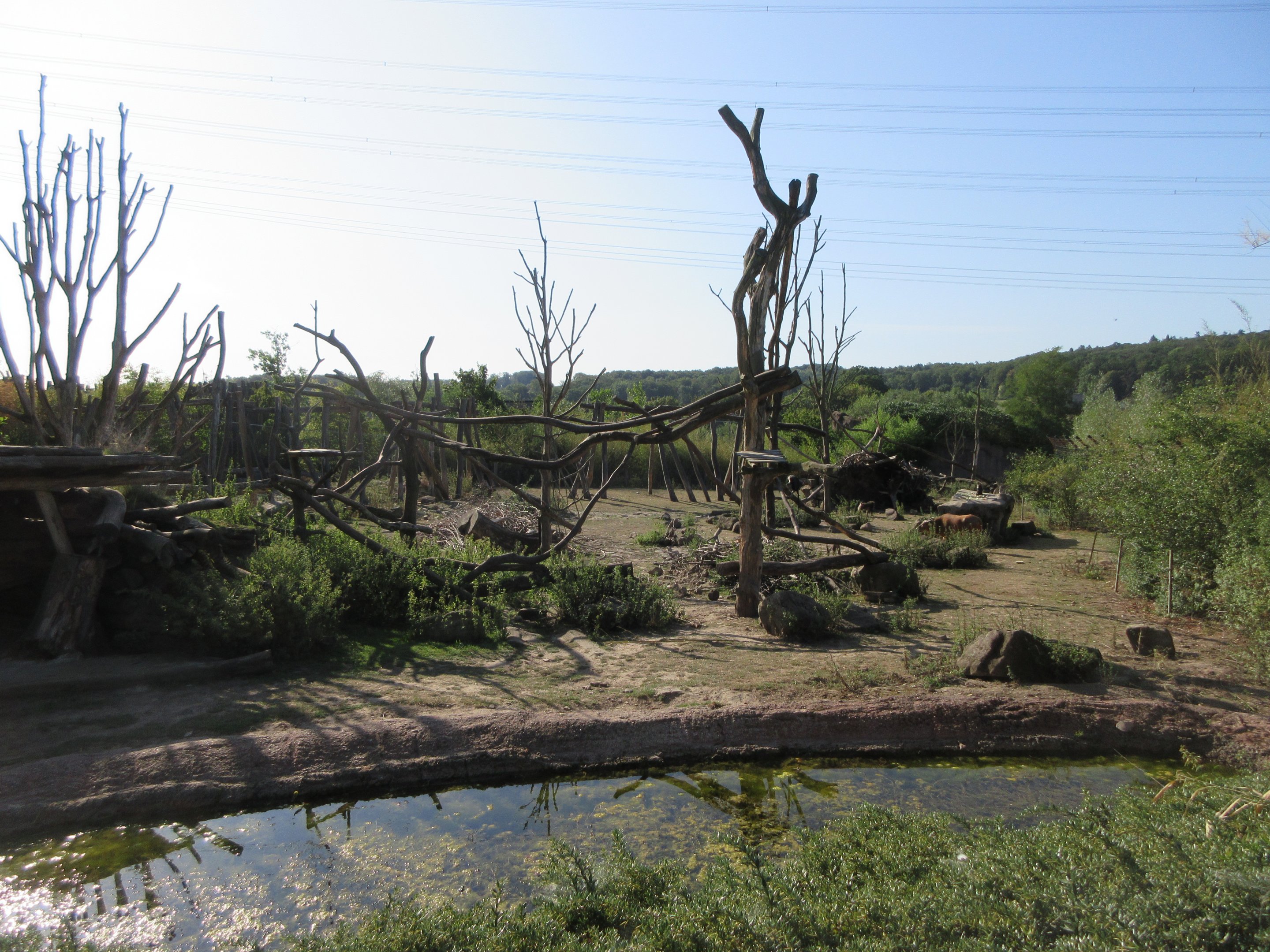 Takamanda - Drill/Diana Monkey/Forest Buffalo Exhibit