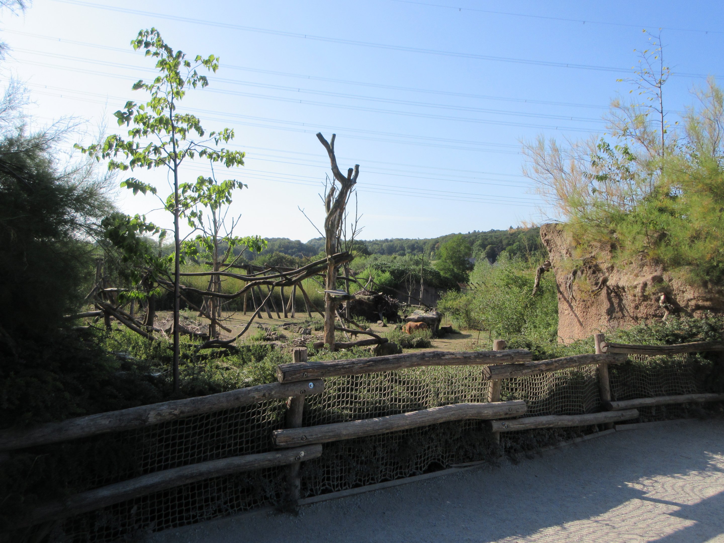 Takamanda - Drill/Diana Monkey/Forest Buffalo Exhibit
